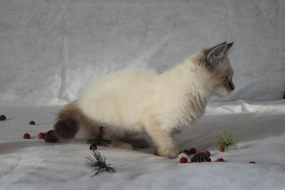 Aristocrat Ellbrante | Neva Masquerade kittens
