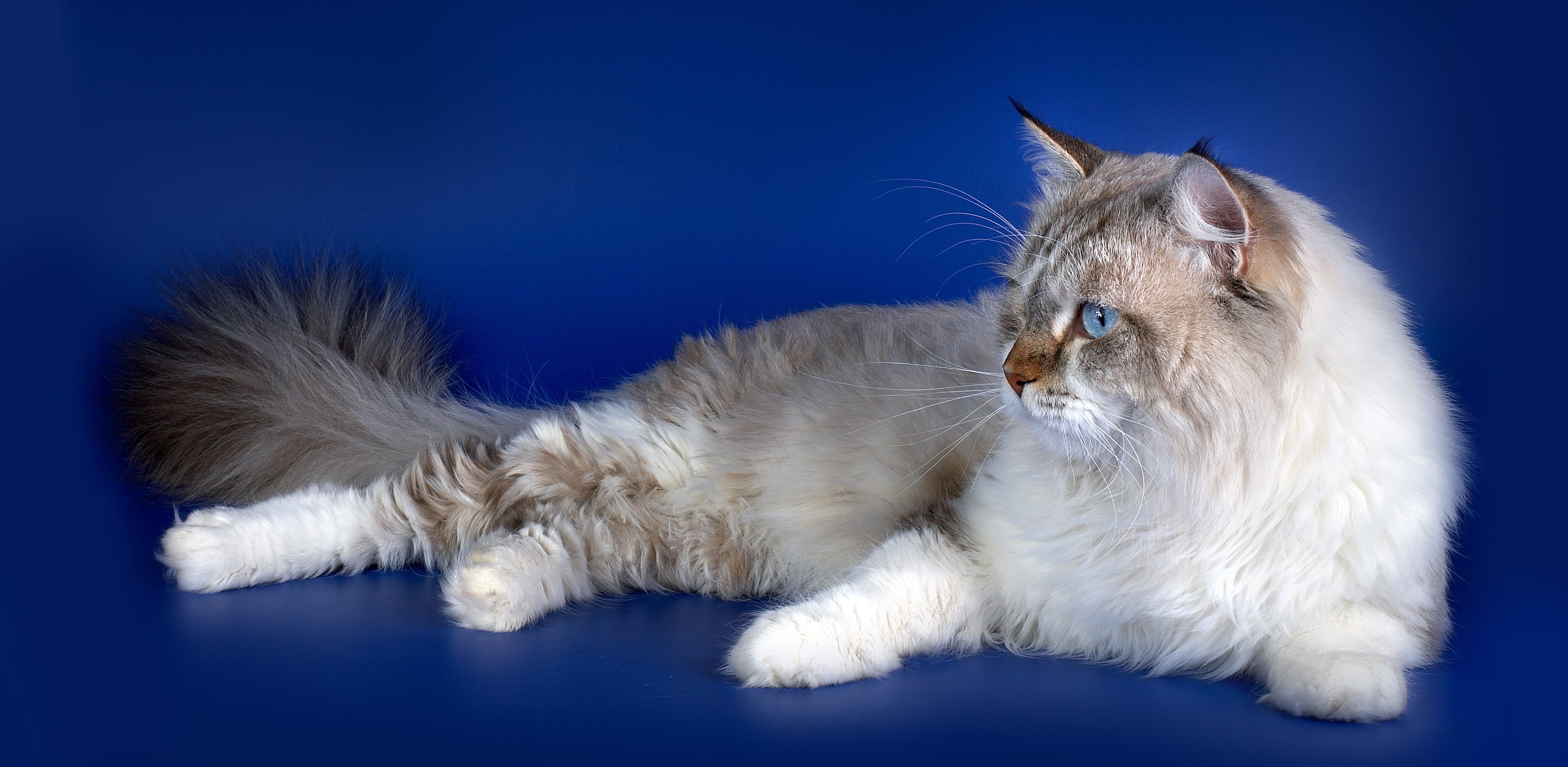 Невская Маскарадная Кошка Купить Москва Питомник