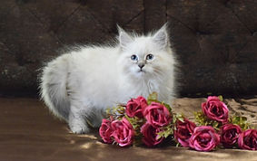 Cute Viking Ellbrante | Neva Masquerade kittens