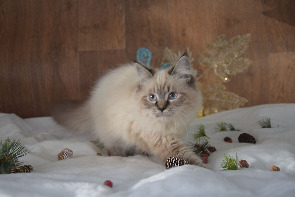 Archibald Ellbrante | Neva Masquerade kittens