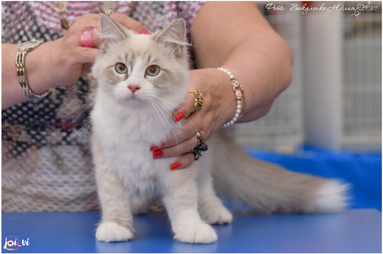 Ernest Ellbrante | Neva Masquerade kittens