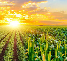 AGRICULTURA