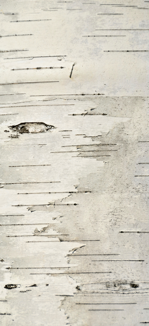 Close-up of tree bark