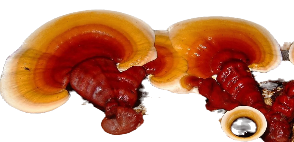 Orange and red reishi mushrooms with concentric rings on a dark background. A small brown cup is in the foreground, enhancing earthy tones.