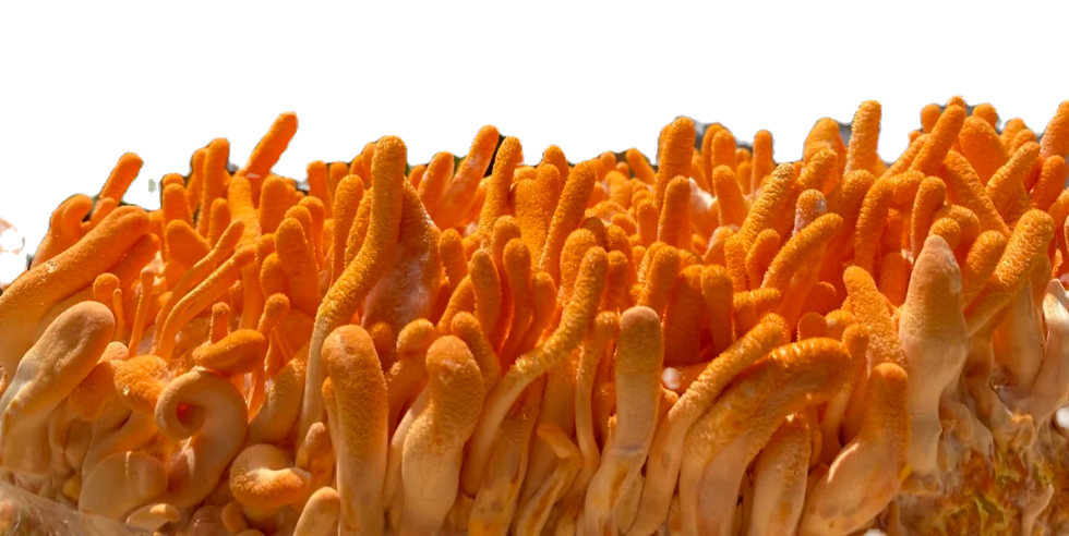 Close-up of vibrant orange fungi with elongated shapes, set against a black background. The textured surface creates a lively, organic feel.