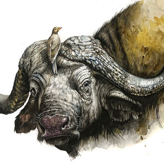 BUFALO-Y-AMIGO.jpg