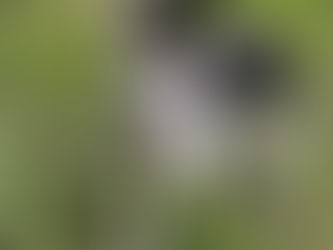 The Unseen Rabbit: Missed Opportunities on the Path of Focus