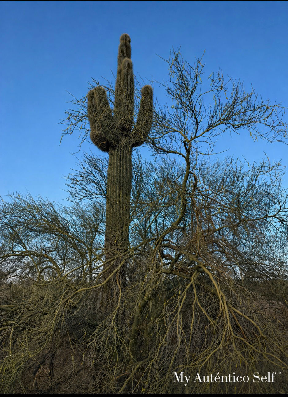 Palo Verde & Saguaro