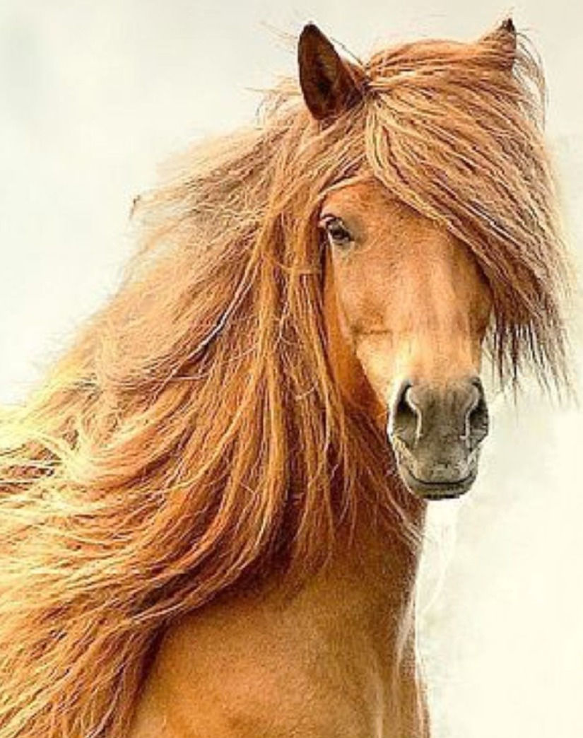 Hair Analysis Horse efc homeopathy
