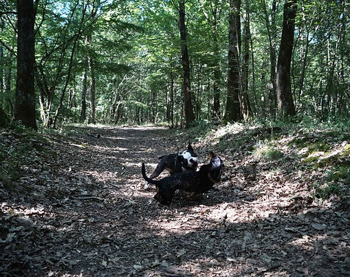 BOIS DU
FOUILLOUX