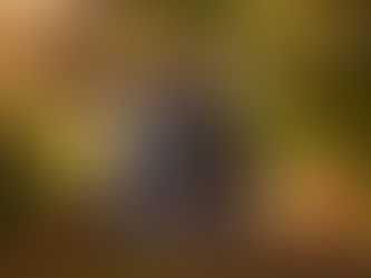 farbiges Familien Herbst Shooting im Wald