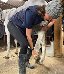 Luna hind leg manipulation.jpg