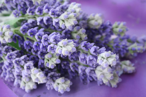 Lavendar Wand Workshop