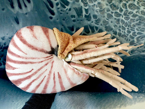 The Nautilus: Cuddling with a Cephalopod