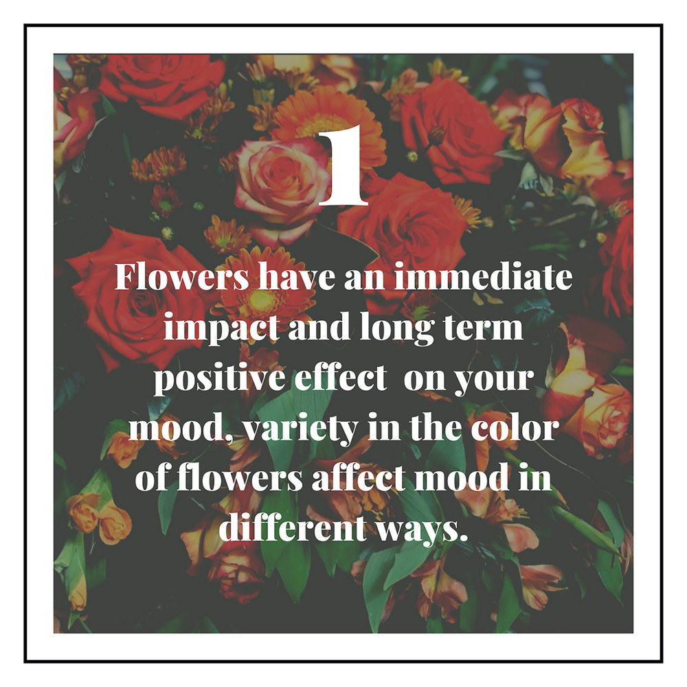 Introducing Flower Fun Facts with