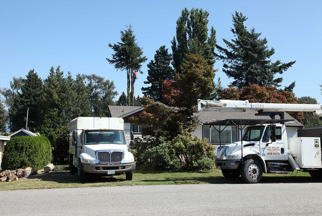 Joe Skillen Tree Services Ltd photo 2