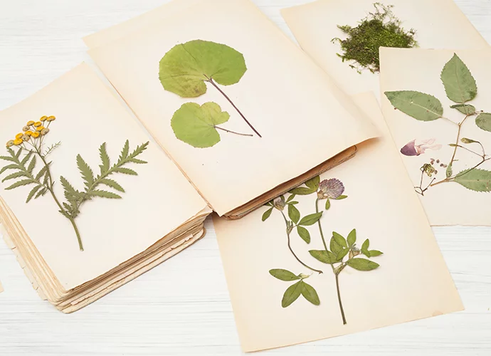 Fabriquer son herbier
