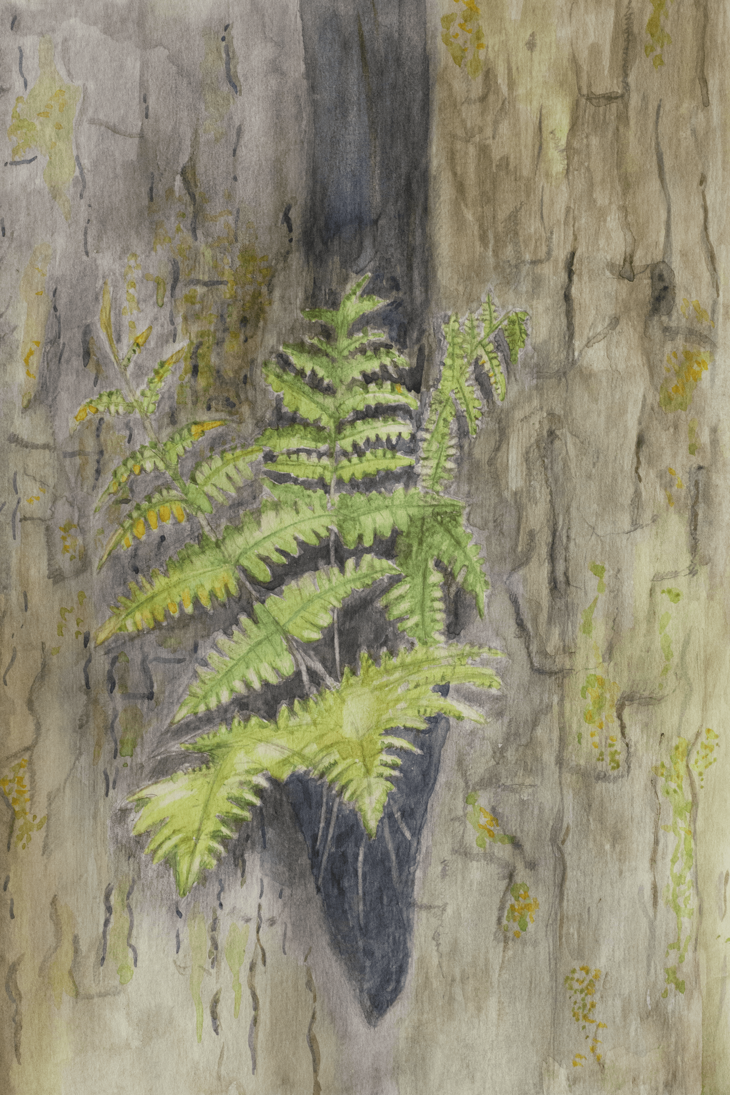 Tree Fern