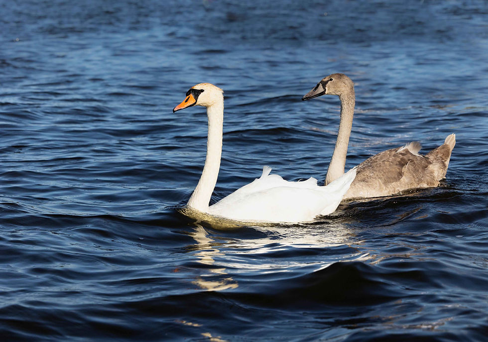 Mute swans swimming beside a boat on a Giethoorn canal