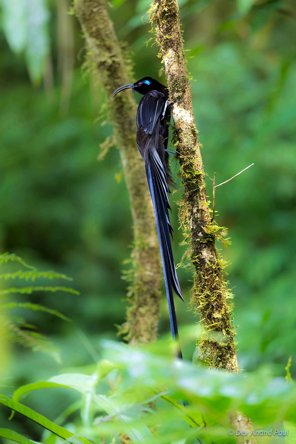 Black sicklebill