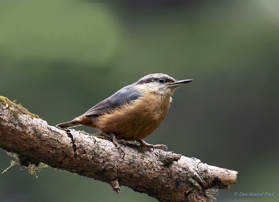 Kashmir nuthatch