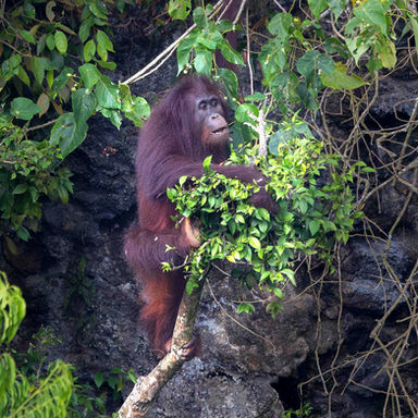 Orangutans of Borneo
