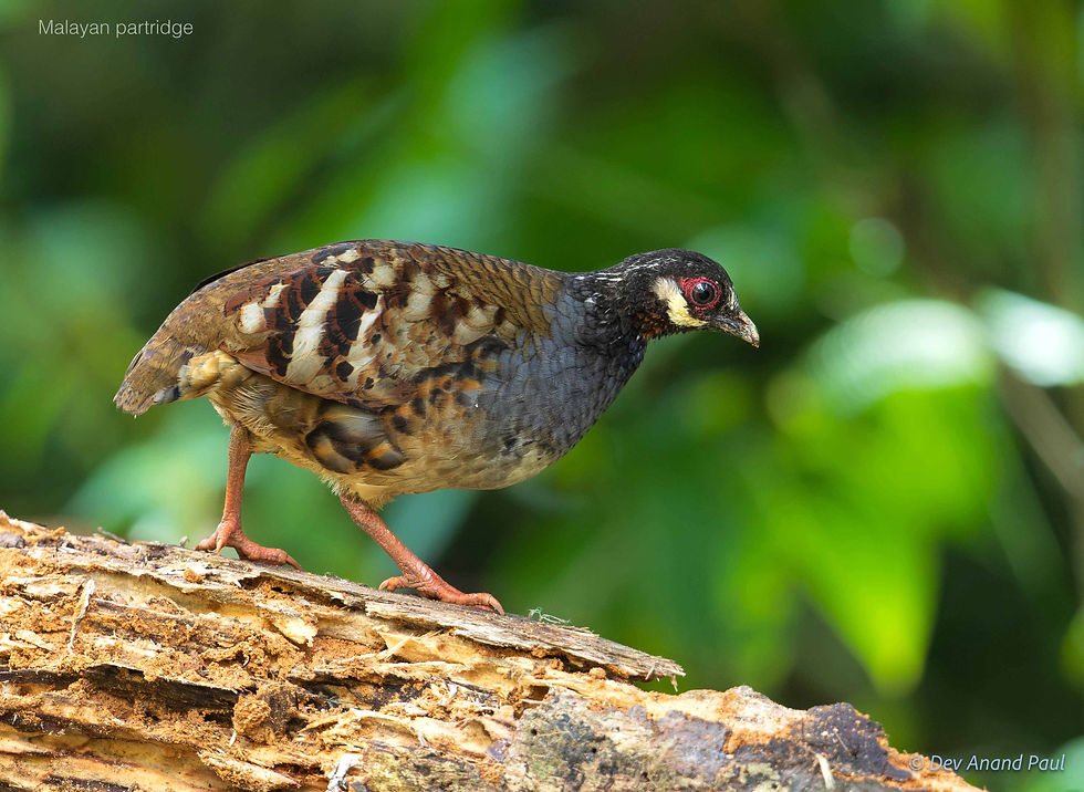 Malayan partridge