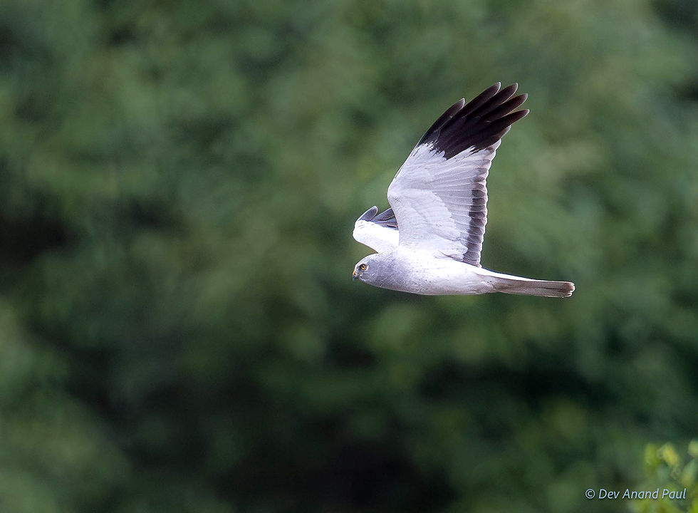 Hen harrier