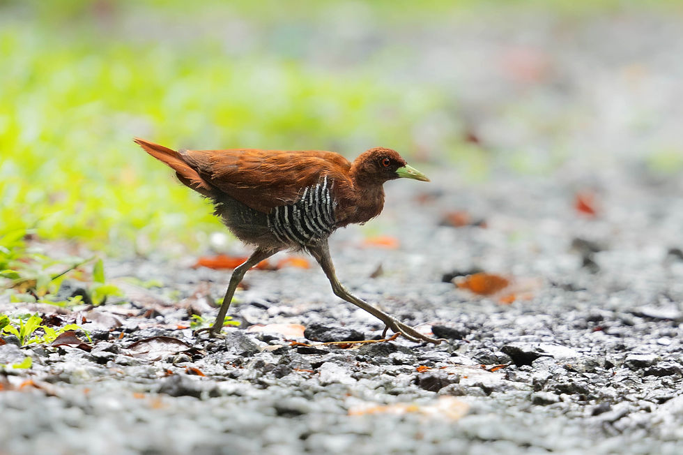 Andaman crake