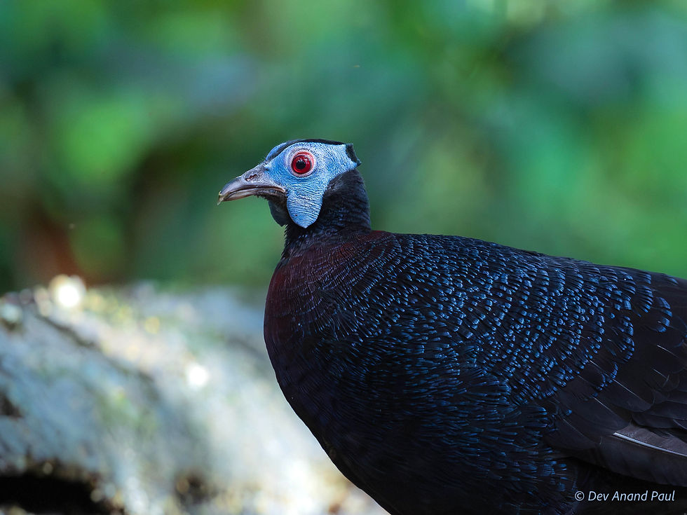 Bulwer’s pheasant