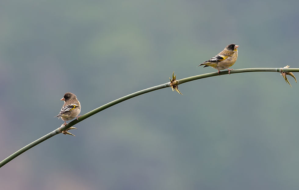 Black-headed greenfinches (photograph by Dilip C. Gupta)