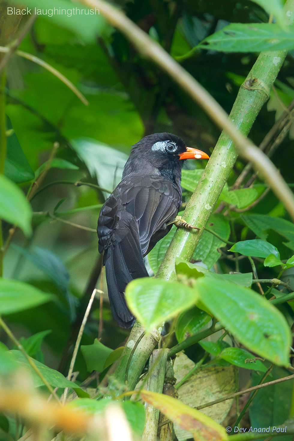 Black laughingthrush