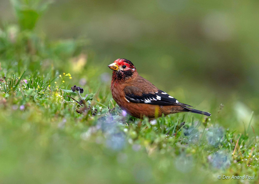 Spectacled finch (male)