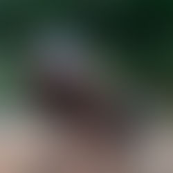 An Encounter with the Great Argus in Taman Negara National Park