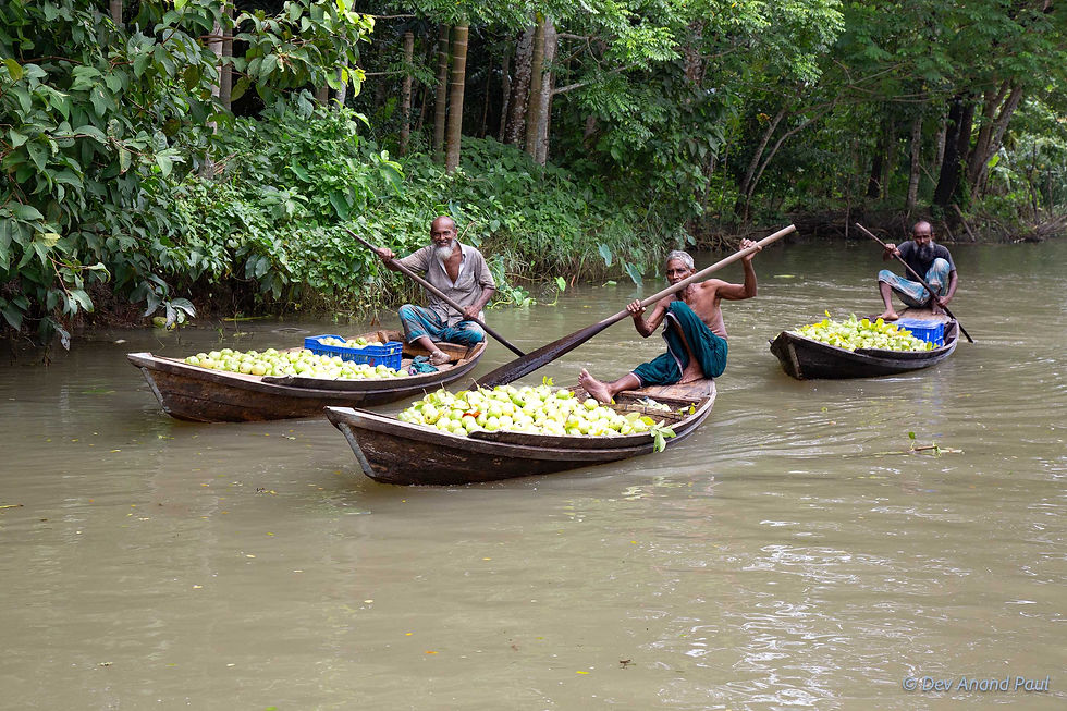 Farmers paddling boats loaded with guavas through the canals of Jhalakathi