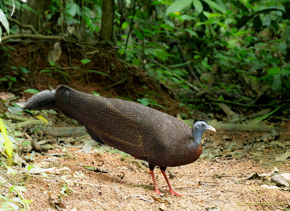 Great argus (photo credit: Latha Prabhakaran)