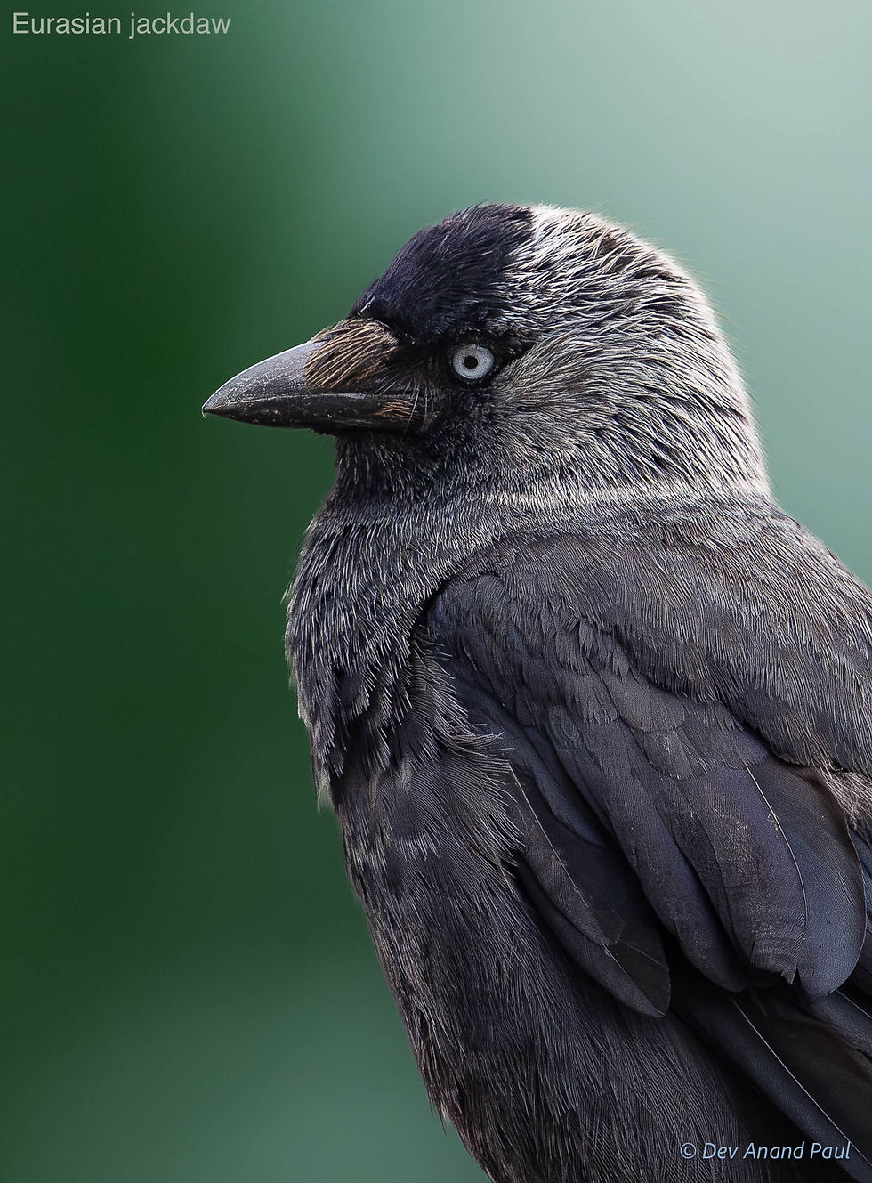 Eurasian jackdaw (or western jackdaw)