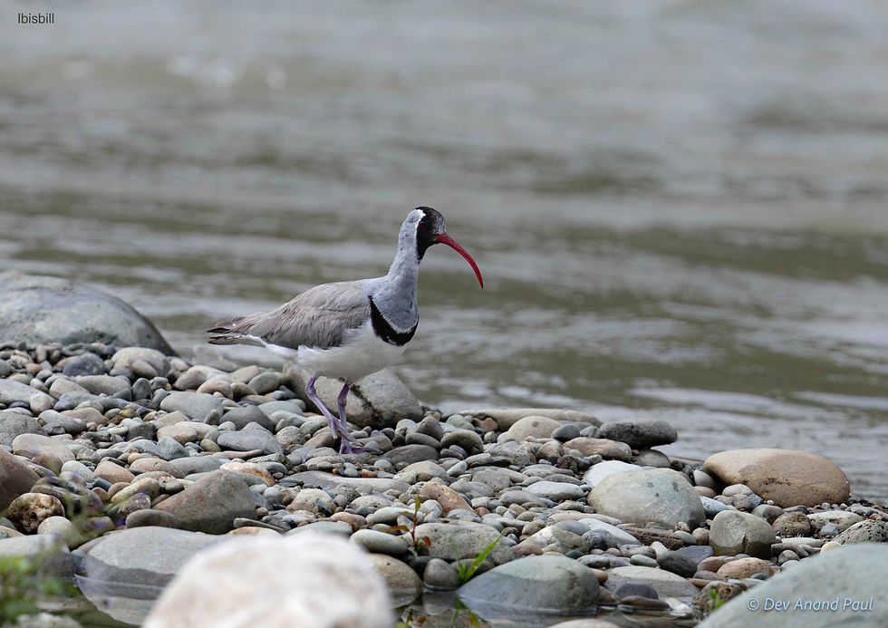 Ibisbill