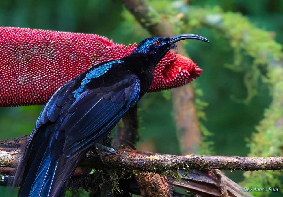 Black sicklebill