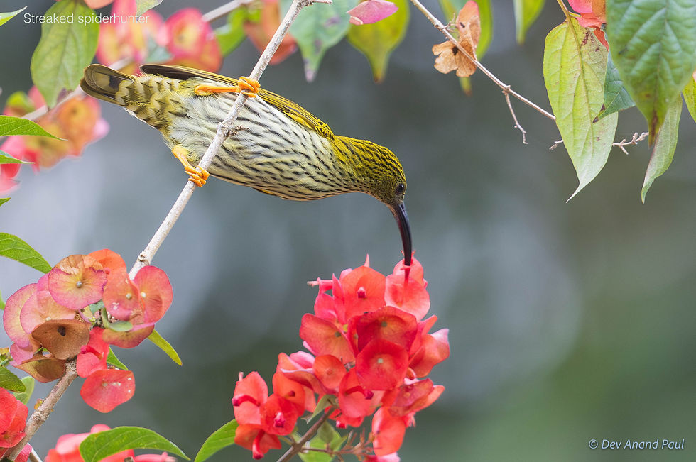Streaked spiderhunter