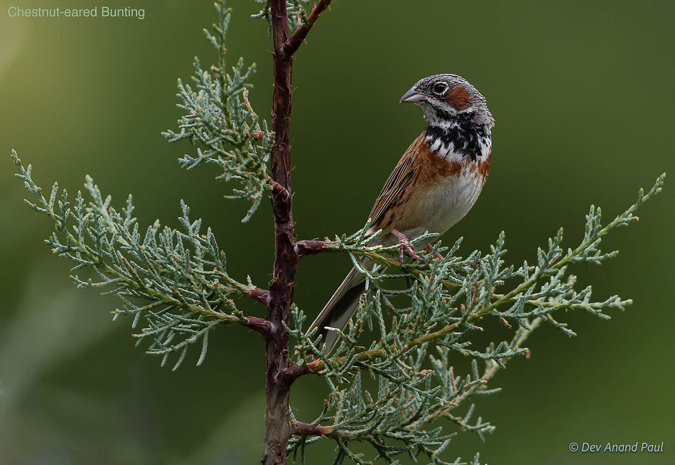Chestnut-eared bunting