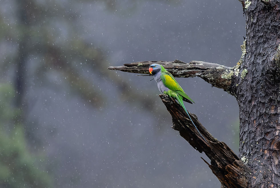 Derbyan parakeet (photograph by Dilip C. Gupta)