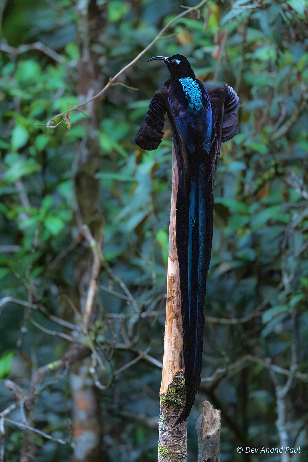 Black sicklebill
