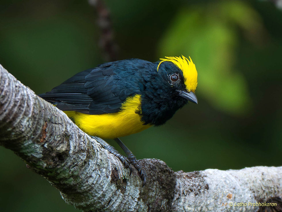 Sultan tit (photo credit: Latha Prabhakaran)