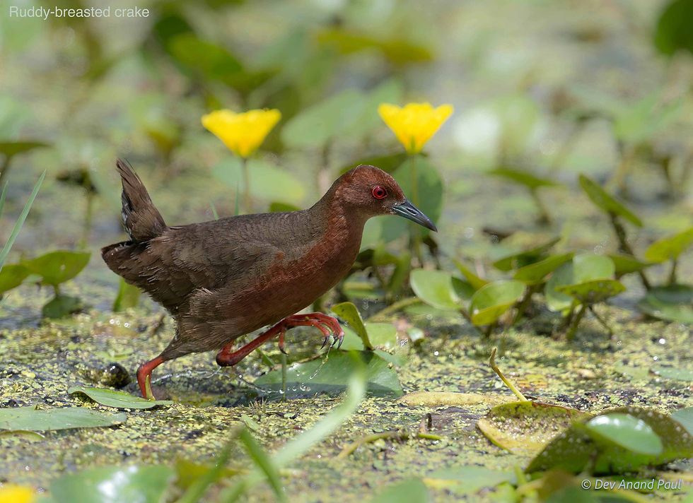 Ruddy-breasted crake