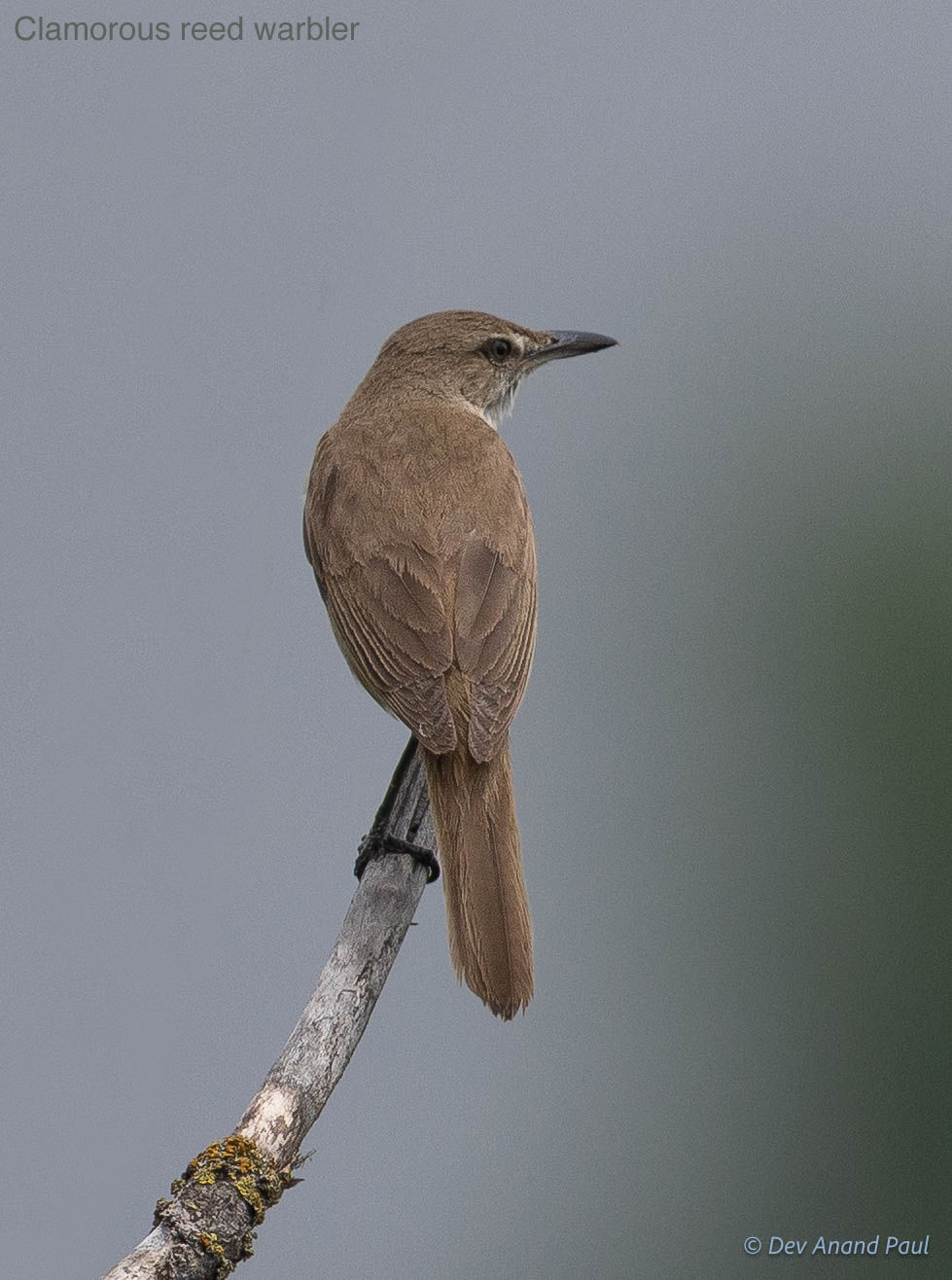 Clamorous reed warbler