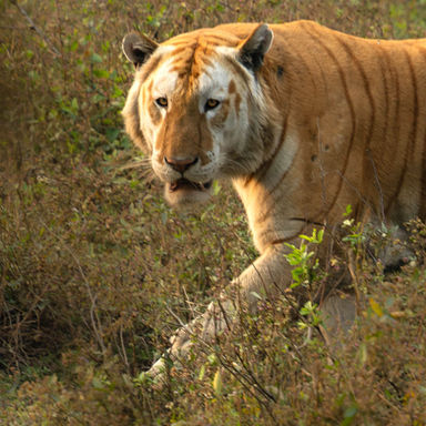 Kaziranga National Park Safari Experience: Rhinos, Tigers, Elephants, and Birding in Assam 