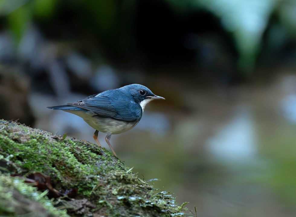 Siberian blue robin (photo credit: Jamaludheen Karivelil)