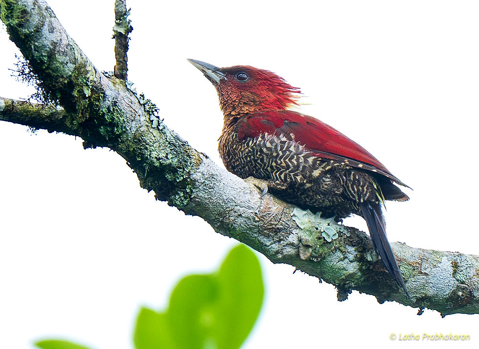 Banded woodpecker (photo credit: Latha Prabhakaran)