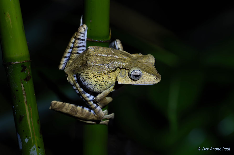 File-eared tree frog